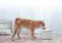 Xiaomi Smart Pet Fountain 2L