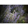 Lensbaby Twist 60 for Sony E LBT60X